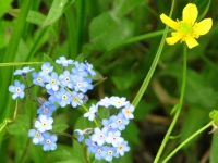 Alaska State Flower - Forget Me Not